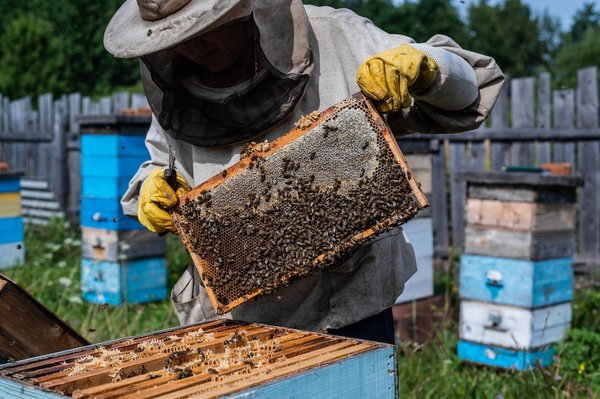 Quelles stratégies adopter pour débuter en apiculture urbaine ?